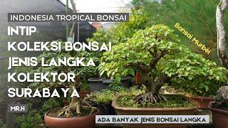Koleksi Berbagai Jenis Bonsai Langka milik Kolektor Senior dari Surabaya