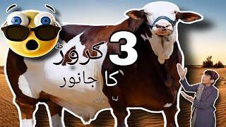 Karachi ka mehnga tareen janwar | 3 Crore ka janwar 