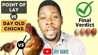 Point of Lay Pullets VS Day Old Chicks | Which is Better to Start With