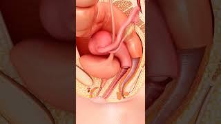 Female Internal Reproductive Organ  #BiologyBasic #HumanAnatomy #EducationalShorts