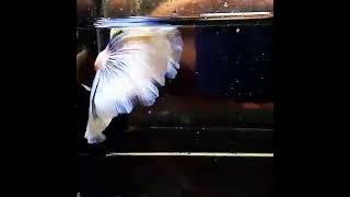 Betta fish wholesale RS: 9p #short #betta #sale #btf