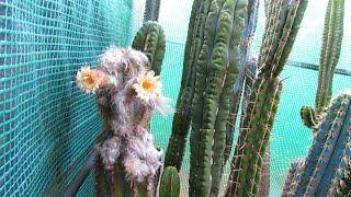 Pilosocereus pachycladus Cactus from Buds to Blooms | 'Blue Columnar Cactus' | Pilosocereus azureus