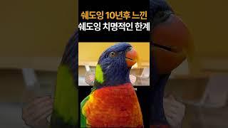 영어 따라만 하는 앵무새 말고 진짜 영어 잘하는 법