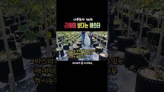 화분 제초제는...  #shorts #제초제 #근사미 #바스타 #트리웰포트