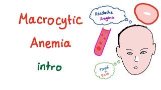 Macrocyctic Anemia Intro