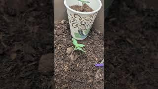 It keeps growing and growing and ...#gardening #chill #grow #cookies