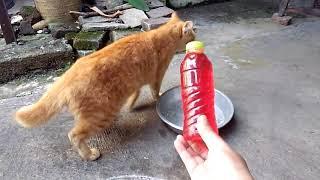 Reaksi kucing  melihat botol air