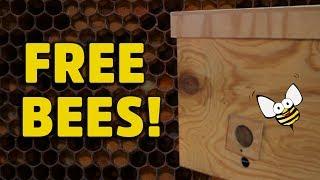 Build a swarm trap for catching wild honey bees! HNBEES #2