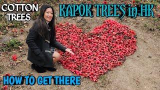 COTTON TREES HONG KONG| ALSO KNOWN AS KAPOK TREES (bombax ceiba) | SHEK KONG VILLAGE HK