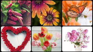 Beautiful Flowers Dp Picture Images || Nice Flower Wallpaper Dp Picture For Whatsapp!!!