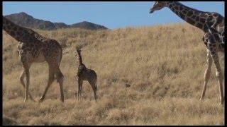 Baby Giraffe on Exhibit at The Living Desert