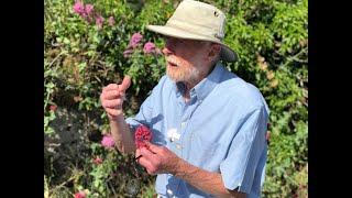 Red Valerian with John Feehan in June, Wildflowers of Offaly series