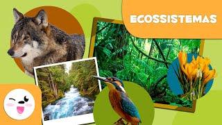 O que são os ecossistemas?  - Tipos de ecossistemas para crianças