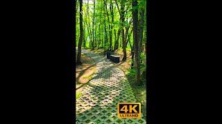 Walk, travel through the city and the forest 4K #forest #nature #russia #stavropol#shorts