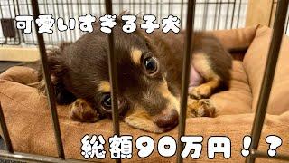 【チワックス】総額90万円の子犬をお迎えしました！！