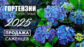 Гортензии крупнолистные. Обзор саженцев. Продажа