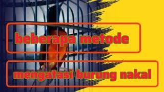 beberapa metode mengatasi burung nakal‼️kita bedah satu persatu