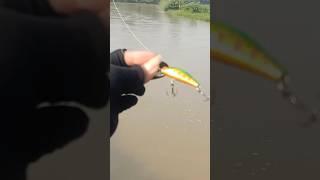 casting hampala pakai minnow 6 gram warna ini di air keruh || casting hampala