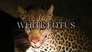 White Lotus