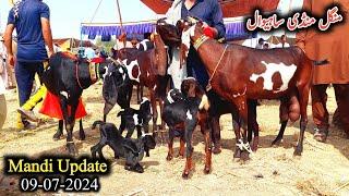 Sahiwal Bakra Mandi Today Latest Update-Milking Goats With Kids & Breeders #sahiwalbakramandi #goats