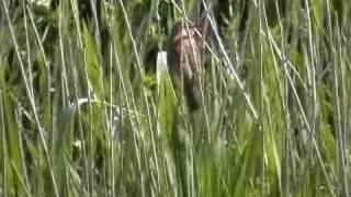 Great Reed Warbler (Acrocephalus arundinaceus)