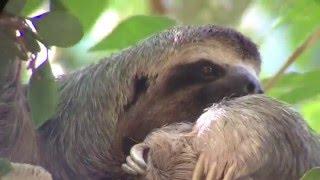 Sloth in Costa Rica