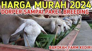 HARGA MURAH DOMBA DORPER SAMPAI PAKET BREEDING BAROKAH FARM KEDIRI