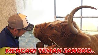 SAPI SCOTTISH HIGHLAND..!!! BUAT NEMENIN JANOKO..?!!