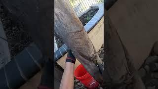 #satisfying skinning of queen palm #treetrimming, luxury landscape service