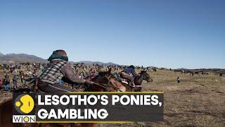 Africa's Lesotho's ponies and gambling: A century-old tradition | Latest News | WION