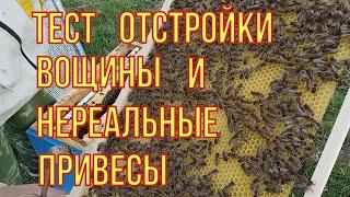 Нереальные привесы. Тест на отстройку вощины при взятке с ивы. Семья несёт больше двух килограмм.