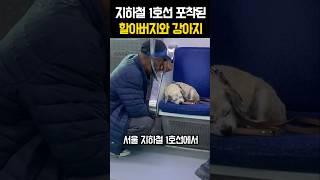 서울 지하철 1호선에서 포착된 할아버지와 강아지 #감동 #강아지