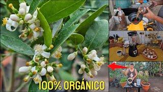 Como hacer que tu Limonero explote de FLORES y frutos