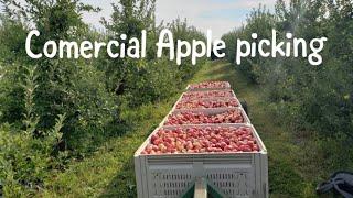 A day of commercial apple picking!