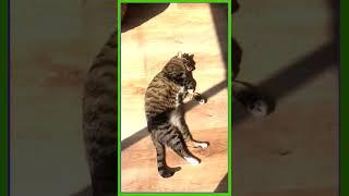 #shorts funny cat vs mouse cut in the camera meow tom and jerry cat video to show cat very cute kitt