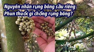 Nguyên nhân gây rụng bông & cách khắc phục tình trạng rụng bông sầu riêng.