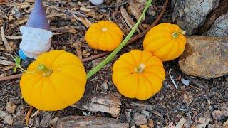 Don't throw away the Halloween Pumpkins