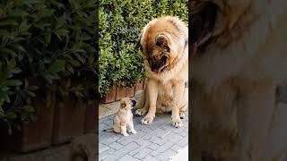 Huge Gentle Dog Lovingly Meets Tiny Adorable Puppy ️ | #CutePets #DogFriends #FunnyAnimals #PetLo