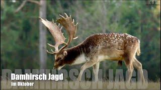 Damhirsch Jagd im Oktober/ Hunting Fallow Bucks in October