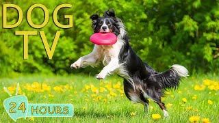 DOG TV: Video Keep Your Dogs Happy When Home Alone - Anti-Anxiety Music to Relax & Entertain Dogs