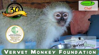 The journey from cruelty to freedom, Chef the monkey tells his story