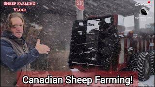 Snowstorm Woes: Spreading Manure & Battling Snow in the Barns | Canadian Sheep Farming