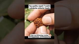 top quality nepali 7 mukhi rudraksha collector piece #youtubeshorts #shorts #rudraksha