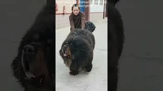 Top  Funny animals videos - Try Not To Laugh  - 93 #Shorts
