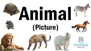 Flashcard – Animal – English (Picture) [(儿童闪卡) – 动物 – 英文，图片]