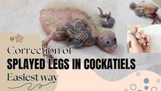 how to treat splayed legs, splayed legs in cockatiels, prevention and treatment of splayed legs