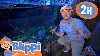 Blippi Visits the Aquarium of Boise | Classic Blippi Adventures | Vehicles for Kids | Moonbug Kids