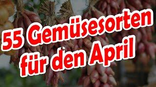 55 Gemüse säen Gemüsesorten aussäen im April