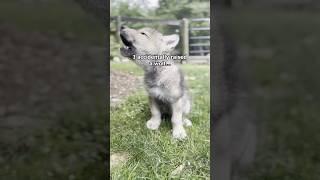 I accidentally raised a wolf #animals #wholesome #hearttouching #wolf