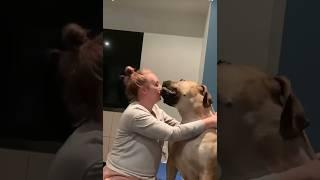 Big Boerboel So You want Cuddles ? #shortsfeed #trending #boerboel